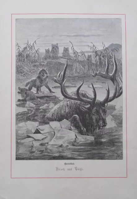 1879 Joseph Wolf GERETTET - HIRSCH UND WÖLFE antiker Druck old print