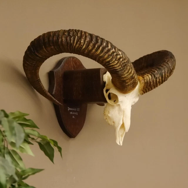 Mufflon Aries Cornamenta Trofeo de Calavera Hornlänge 76CM En Escudo Decoración 2