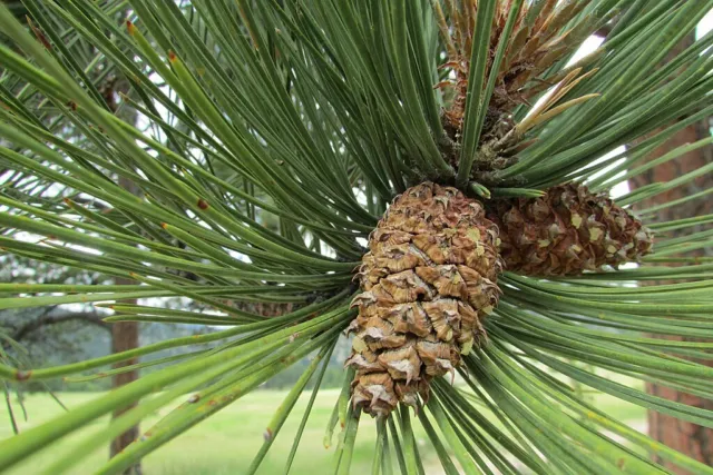 Ponderosa Pine | Western Yellow Pine Tree Seeds 🇬🇧 Trusted UK Stock