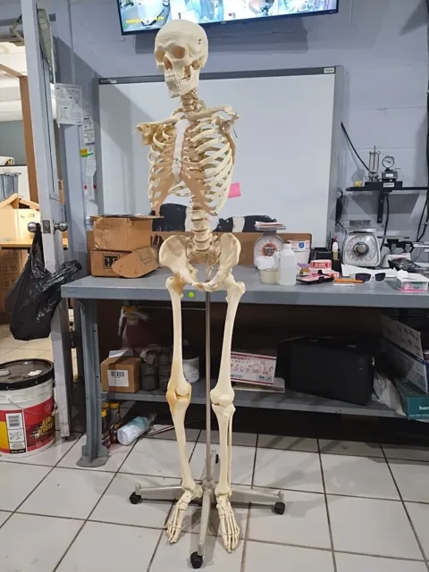 NEW 3B Scientific A10 Stan the Standard Human Skeleton