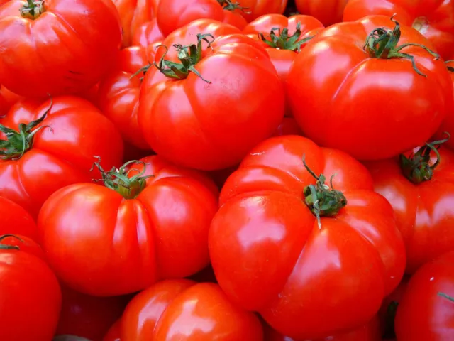 Tomato Rutgers  - 50 Seeds - Organic  /  Bio