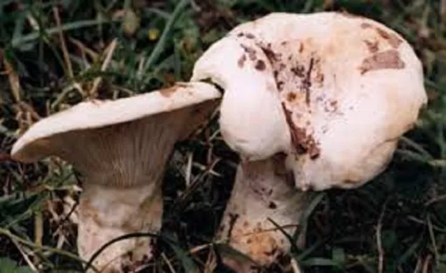 Milk Cap mushroom Lactarius piperatus Real naturall mushroom seeds spores $9.90