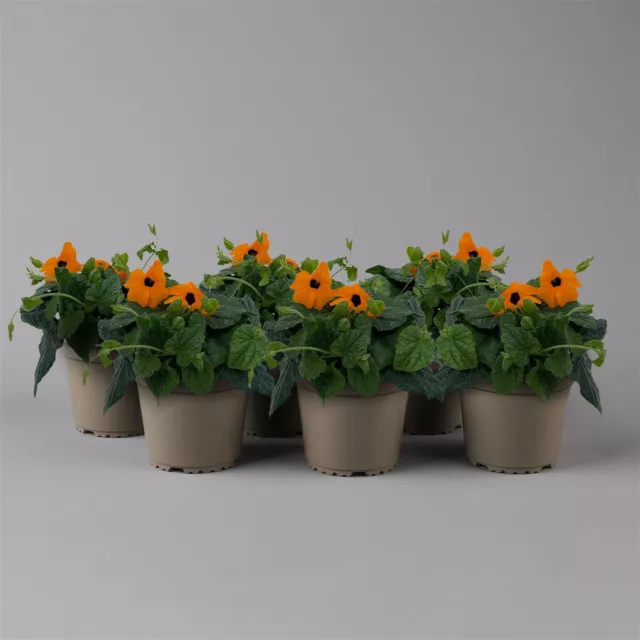 Schwarzäugige Susanne orange, Topf-Ø 13 cm, 6er-Set