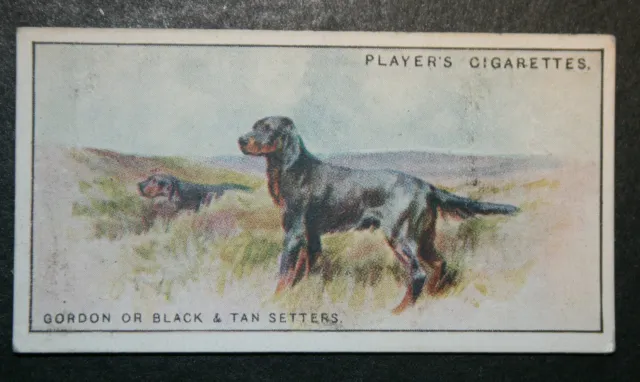 GORDON SETTER  Vintage 1920's Field Sport Card  PC17