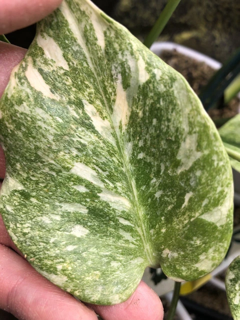 podar monstera Monstera Deliciosa