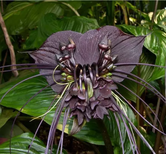 Tacca Chantrieri - Black Bat Flower - Black Orchid - Very Fresh - 5 to 50 Seeds