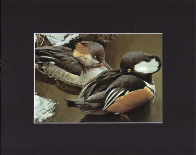 8X10" Matted Print Art Painting Picture, Robert Bateman: Hooded Mergansers Ducks