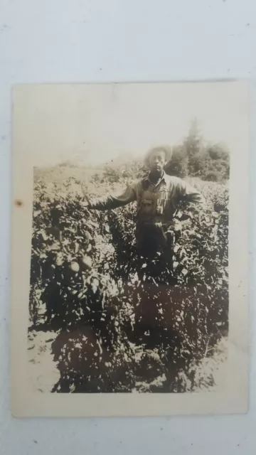 Farmer and his crops Harvest Vintage Photo Snapshot Picture