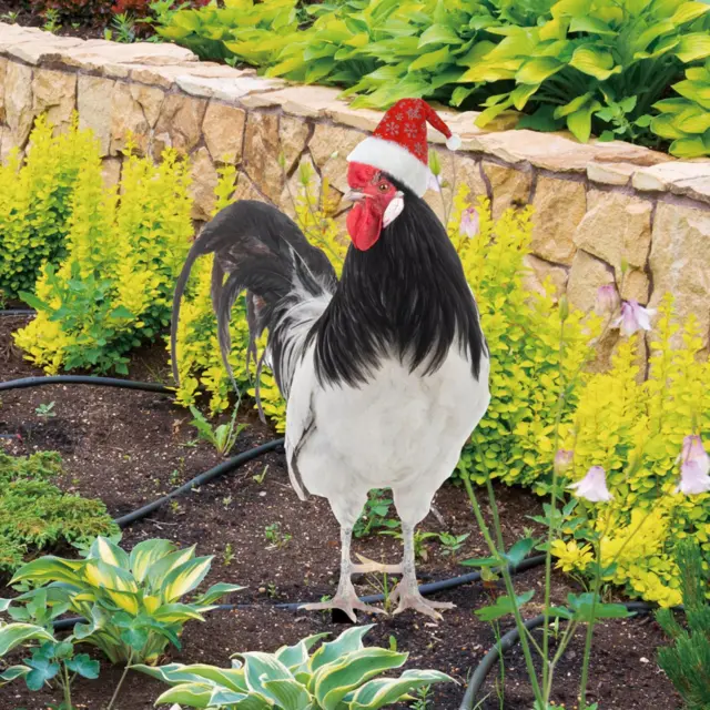 Rooster Hen Animals Stakes Chicken Yard Art Decor for Outdoor Pathway Farm