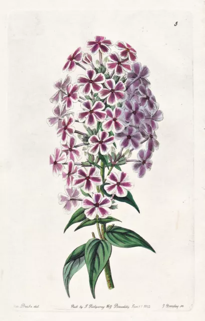 Van Houtte's Phlox Fleurs Botanique Fleur Botany Edwards Gravure sur Cuivre 1843