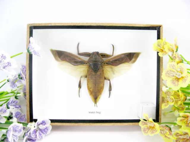 XXL Waterbug - in 3D showcase - beautiful, real, exotic insect - museum quality