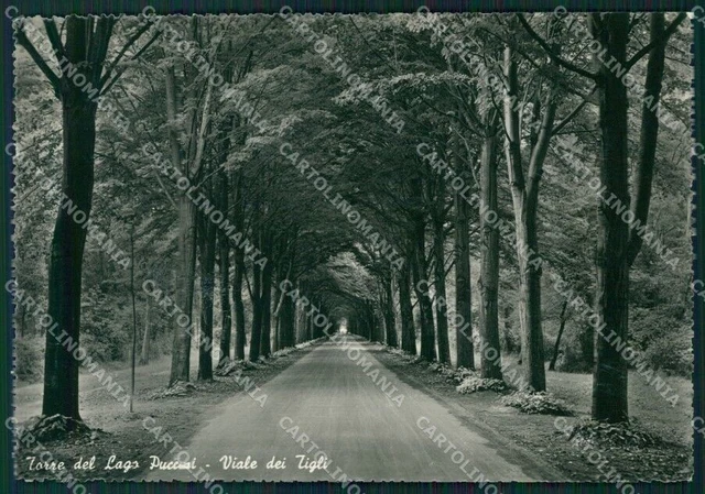 Lucca Viareggio Torre del Lago Puccini Foto FG cartolina KV7989