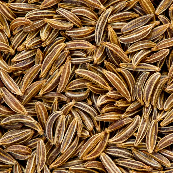 Caraway Seeds | Heirloom - Non-GMO | Free Shipping | Herb Seeds | 1172