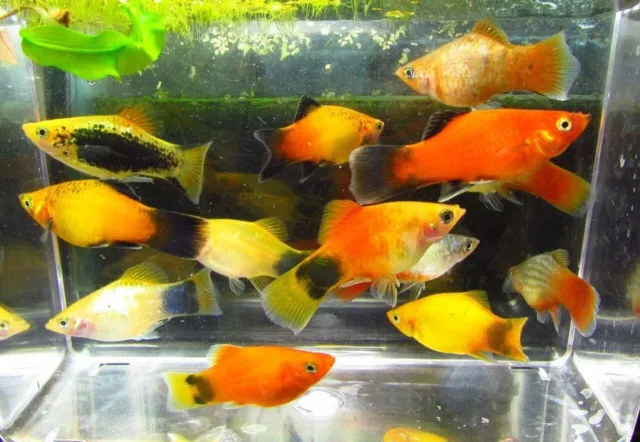 6 Assorted Color Platies Live Freshwater Aquarium Fish