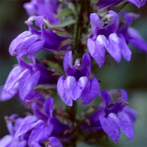 30 + Lobelia Cardinalis Bleu Cardinal Vining Grimpeur Graines de Fleurs Vivaces