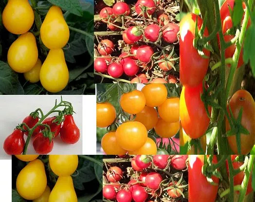 TOMATO 'Cherry mix' heirloom open-pollinated 25 SEEDS prolific NON GMO