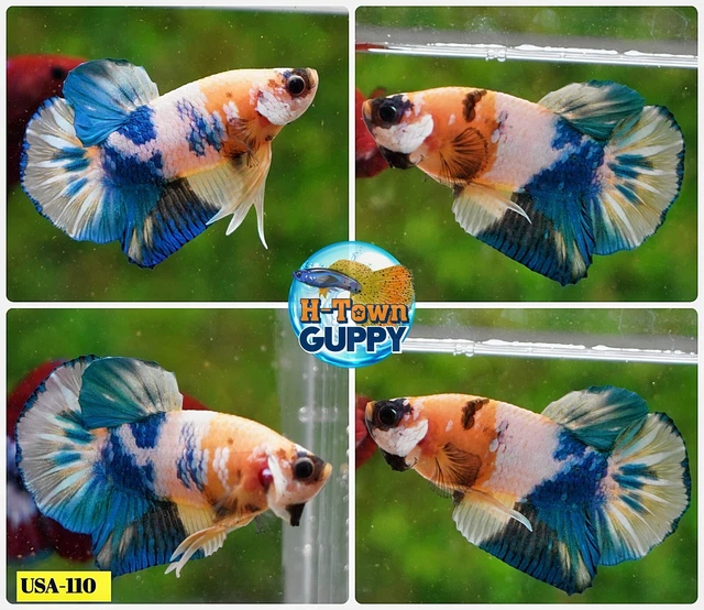 USA110 - Live Betta Fish - High Quality Grade  - Yellow Tiger Koi Galaxy
