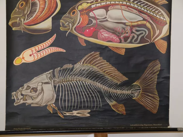 Joven Chef Quentell Imagen de Animal Carpa 1967 Schulwandbild Mural 83x114cm 3
