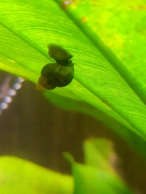 10 Faucet Snails - Wildlife Pond - Trapdoor Snail -  Coldwater - Algae Cleaner