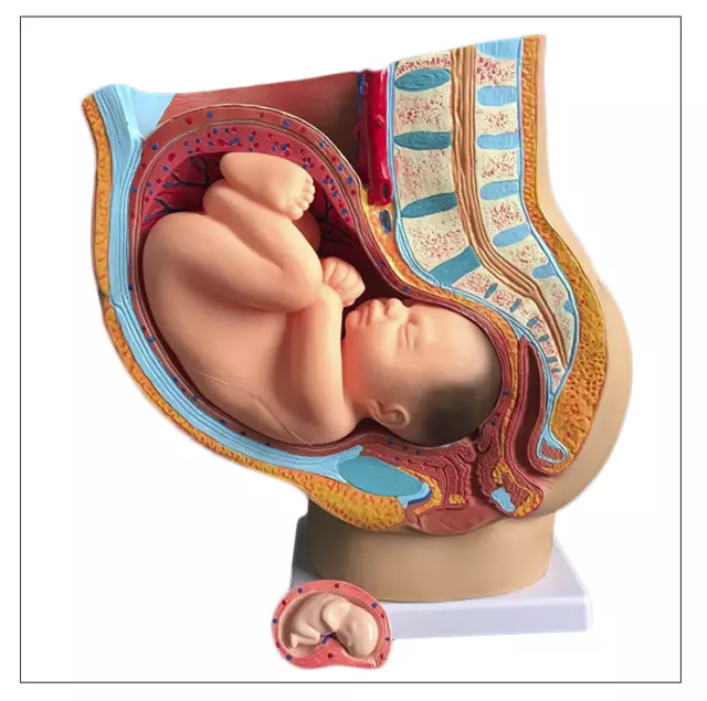 New Life Size Baby Fetus Foetus Pregnancy Embryonic Anatomy Teaching Model