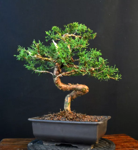 Bonsai Chinesischer Wacholder Juniperus Chinensis Itoigawa Outdoor