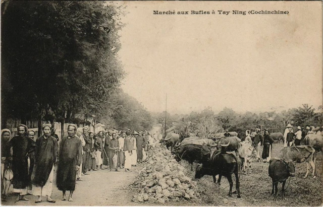 CPA AK VIETNAM Cochinchine - Marché aux Bufles a Tay Ning (62017)
