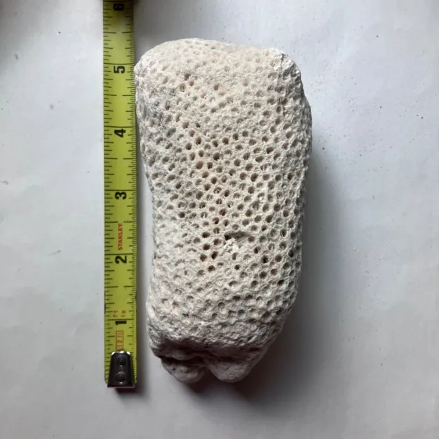 Large White Star Brain Coral Natural Fossil Fragments Chunk Real Frag Shell
