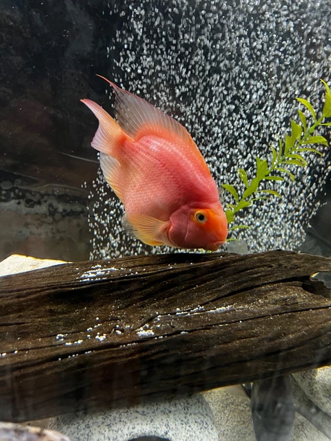 Blood Parrot Cichlid - 8in.