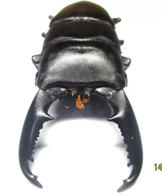 T005 BADS | MI : Lucanidae: Dorcus titanus mindanaoensis male 83mm************