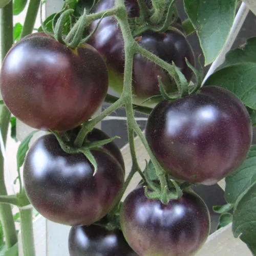 Tomato  Black Cherry Russian Heirloom - 50+ SEEDS - ORGANIC - NON GMO - RARE