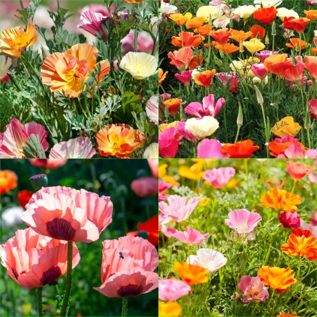 CALIFORNIAN POPPY MISSION BELLS 145+Seeds Grow FLOWERS Beautiful GARDEN