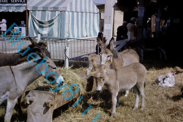 DONKEYS ON DISPLAY at Royal Show 1970's original 35 mm Slide EUR 6,98 ...