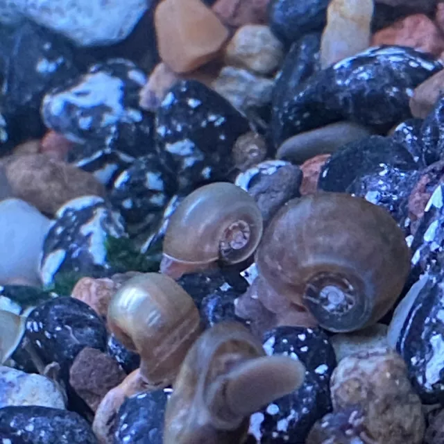 20 Ramshorn Snails.Brilliant Tank Cleaners.algae Eaters.