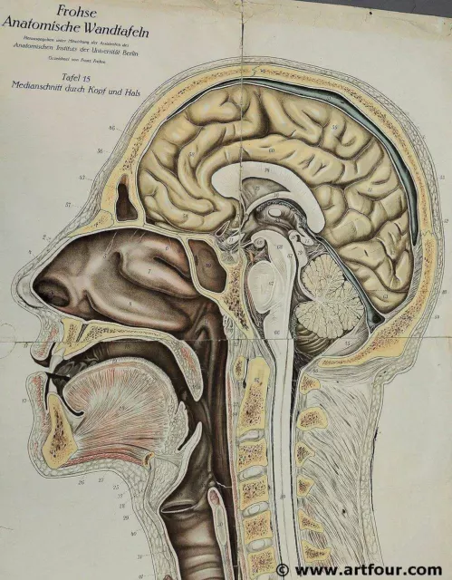 alte antike Wandkarte Anatomie Frohse Medianschnitt Kopf Nacken retro Poster 2