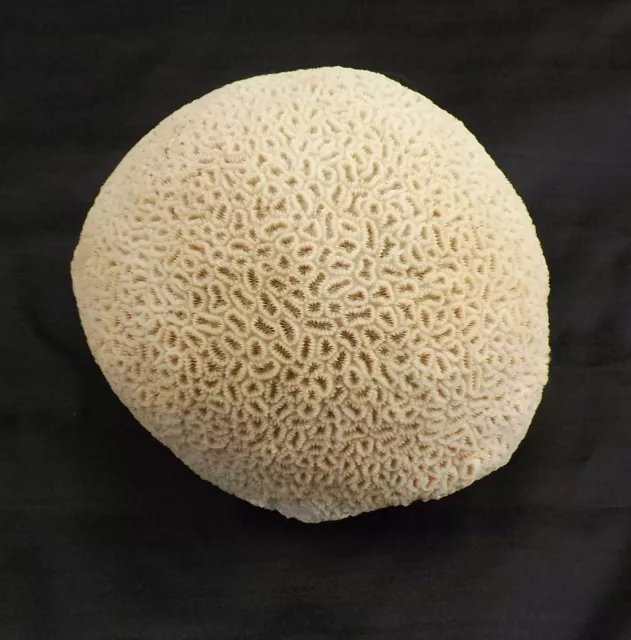 Florida Reef Brain Coral Fossil 6.2 Pounds 18" Diameter For Aquarium Saltwater