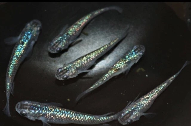 ricefish 30 eggs medaka japan fish aquarium killifish rice fish 【sapphire】