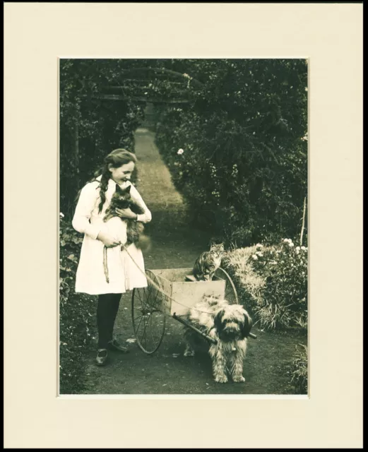 Tibetan Terrier Girl Cats Dog Cart Lovely Photo Print Mounted Ready To Frame