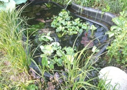Über 20 Wasserpflanzen,Teichpflanzen 5 verschiedene Sorten für den Gartenteich