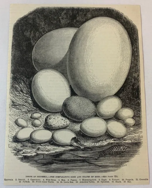 1876 Zeitschrift Gravur ~ Größen Und Formen Von Eier