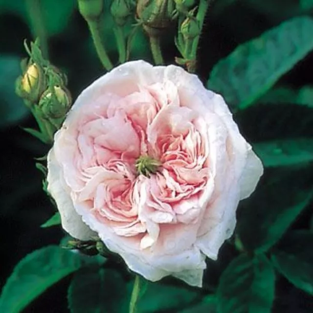 Historische Rose Felicite Parmentier ,  Parmentier, vor 1836, Co. 5 L