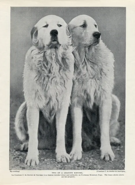 Great Pyrenees Pyrenean Mountain Dog A Brace Of Dogs Old 1934 Print