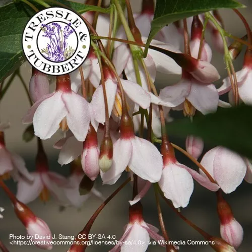 Rare Pink Japanese Snowbell  Tree Styrax Japonica rosea 3 seeds UK SELLER