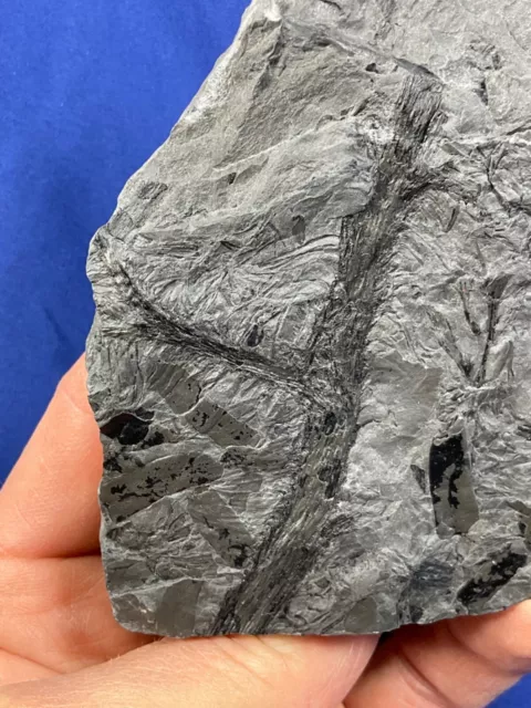 Carboniferous Lepidodendron twigs Fossil, Fossilien Karbon plant Schuppenbaum