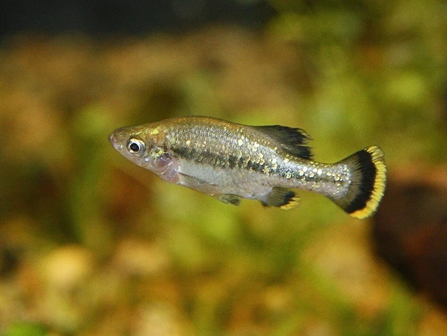Pair -Butterfly Splitfin Ameca Splendens Breeding 2 Live Freshwater Fish Goodeid