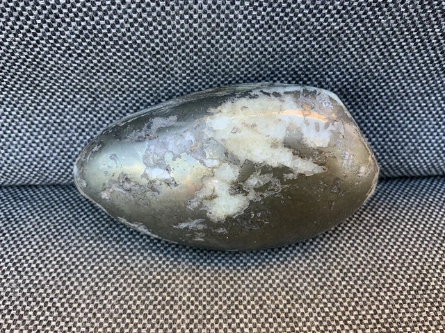 3D Polished Fossil Bivalve Scunthorpe Cardinia Sp, Rare Pyrite Preservation