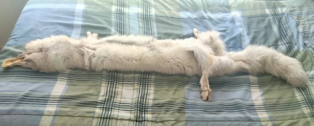 animal fur pelt animal fur pelt