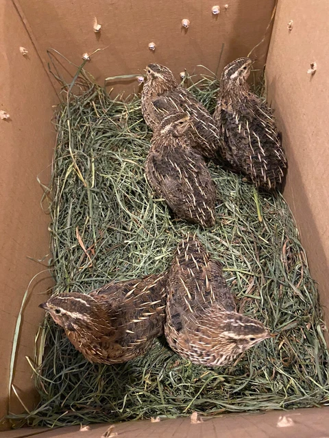 JUMBO PHARAOH COTURNIX Hatching Eggs And Jumbo Italian Quail Hatching