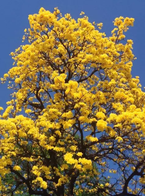 Semillas de Lapacho amarillo ( Tabebuia )- Guayacan - flores preciosas