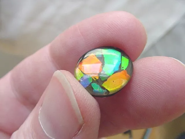 (J-487) Green orange Red oval Ammolite fossil shell loose cabochon nautilus