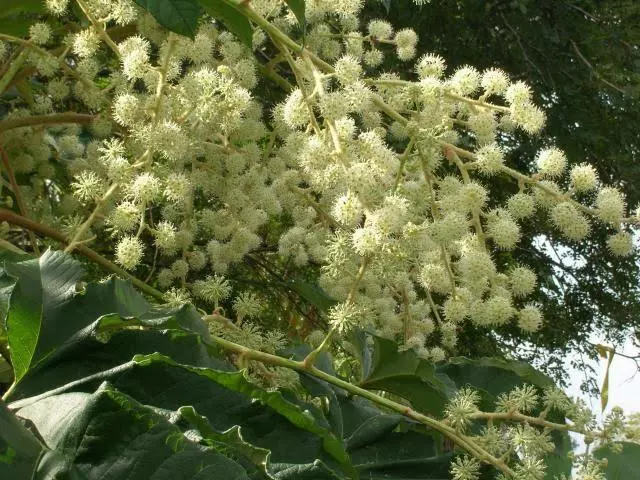 Rare tetrapanax papyrifera Chinese rice paper tree 1 plant 2